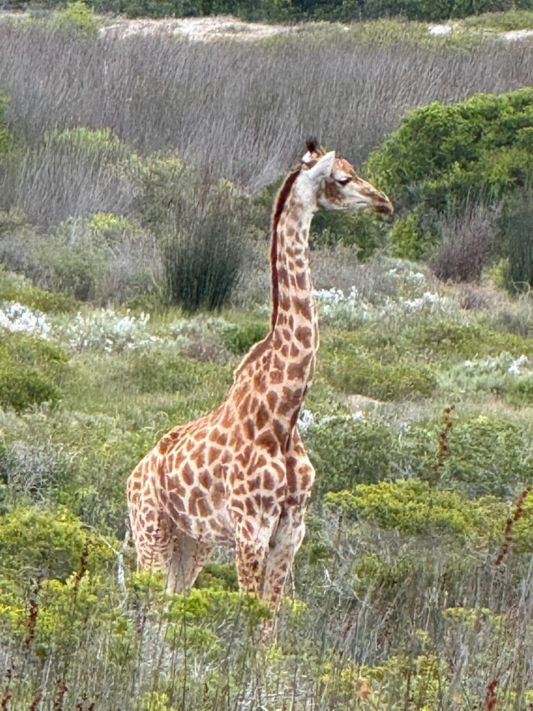 Giraffe on the West coast Private Game Reserve an hour from Cape Town