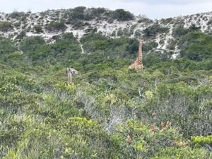 Giraffe baby on West Coast Private Game Reserve