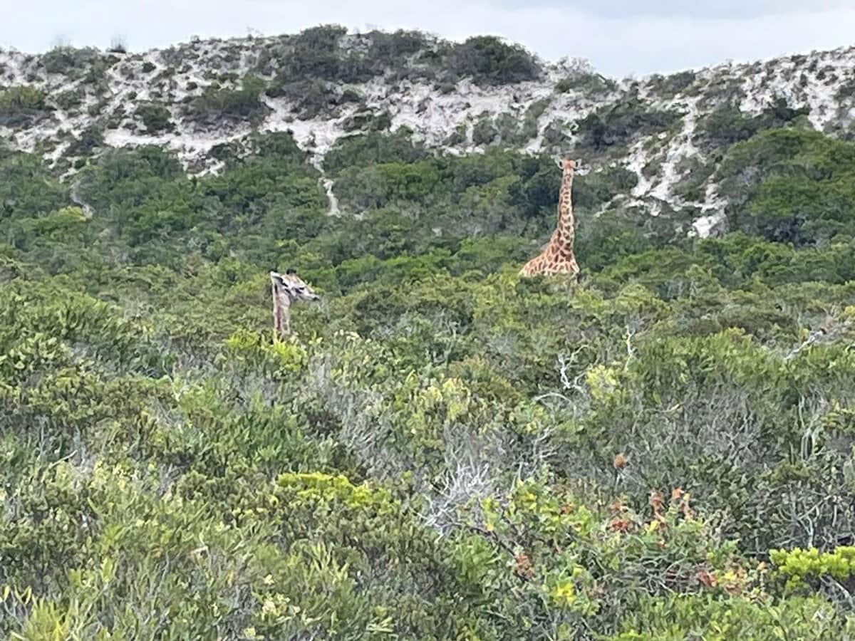 Giraffe baby on West Coast Private Game Reserve