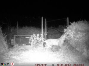 Leopard on West Coast Private Game Reserve