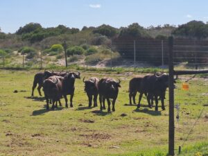 Buffalo on West Coast Private Game Reserve