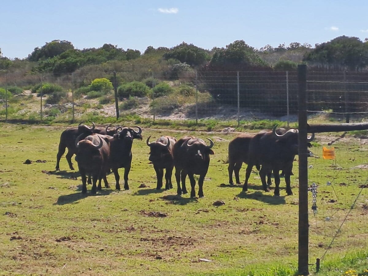 Buffalo on West Coast Private Game Reserve