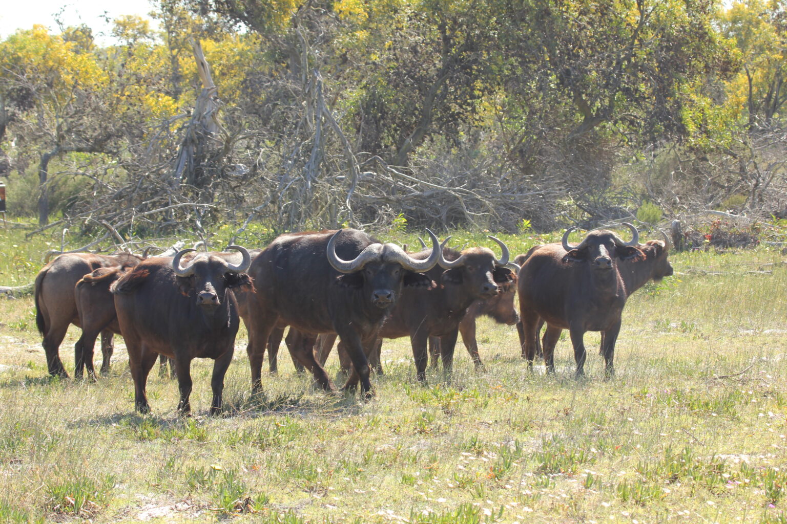 Cape Buffalo in West Coast Private Game Reserve - closest safari destination to Cape Town